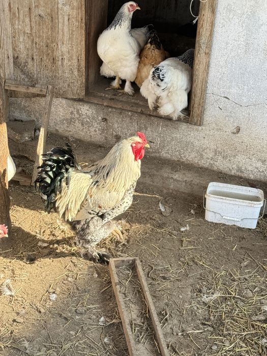 Продам   Петуха брам