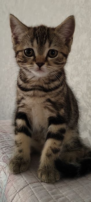Шотландка котенок девочка