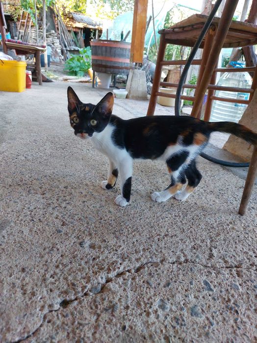 Подарявам котенца