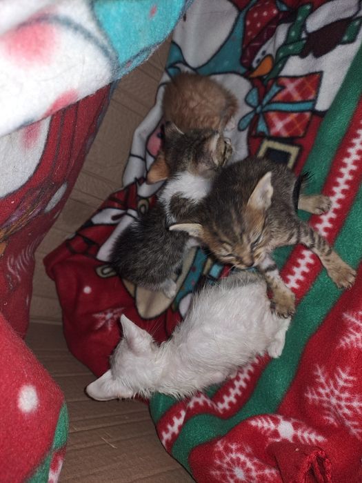 Donez pisici  abandonati, urgent !