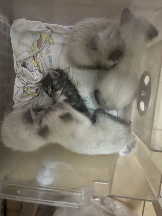 Котятки в добрые руки