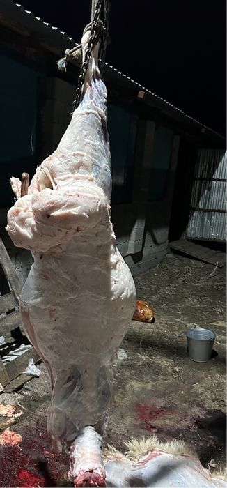 Қой сатылады. Продам баран