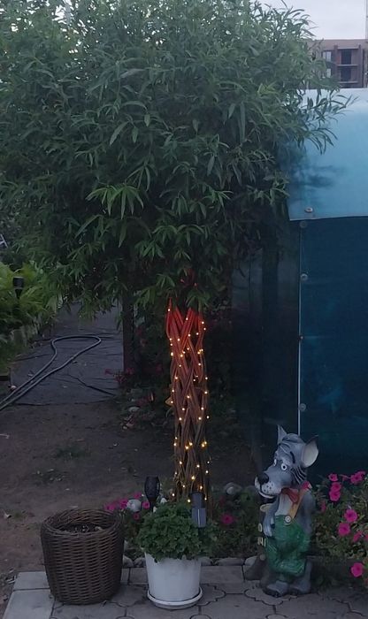 Плетеное дерево из ивы