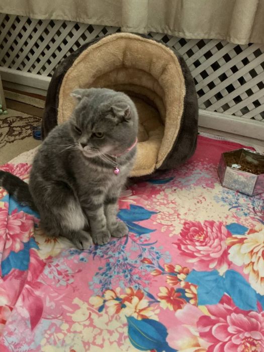 Продаётся кошка.