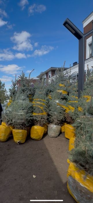 Ель Сосна Береза Тополь Липа