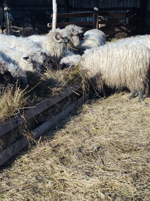 Oi de vinzare toate tinere depuse toate de fătare