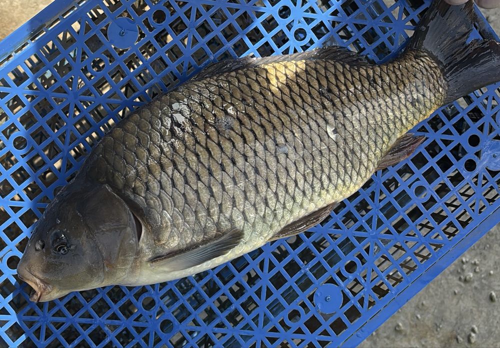 Карп зеркальный живой