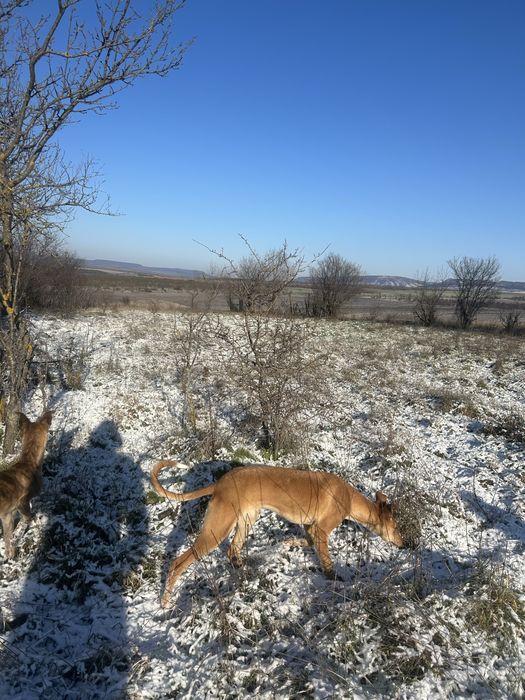 Кучета грейхаунд (хрътки)