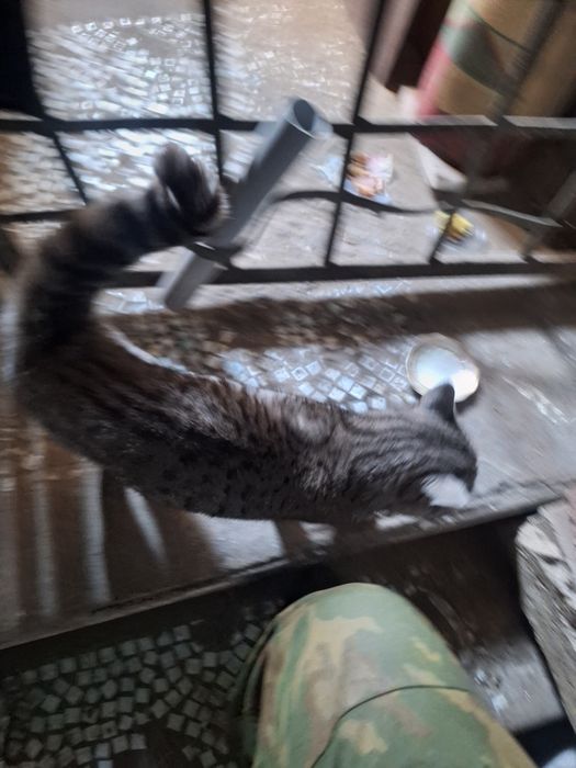 Найден британский котик