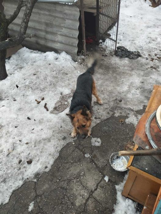 Потерялся собакин.