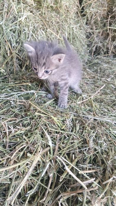 Котята крыселовы