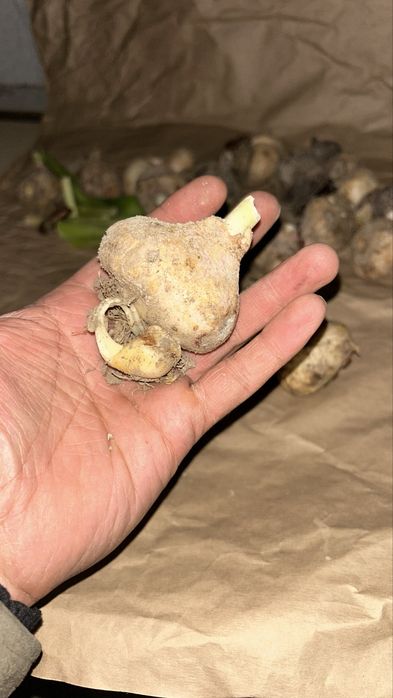 Луковицы от тюльпана