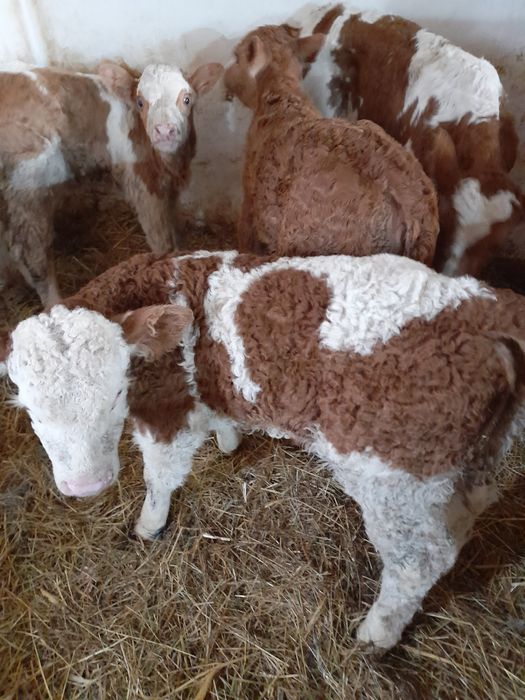 Taurasi si vitele baltati