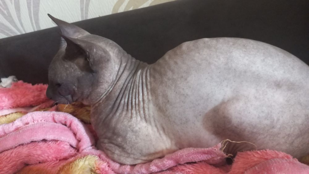 Донской Сфинкс вязка