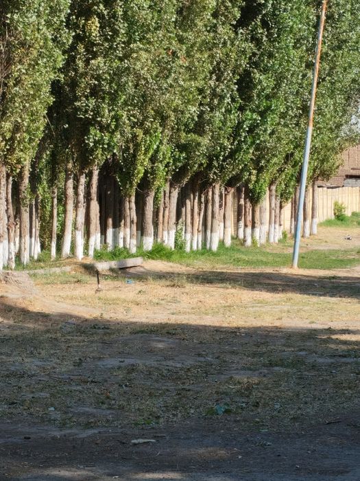Terak sotiladi. 4m toʻsindan 2 ta chiqadi, ploram qilinadigani ham bor