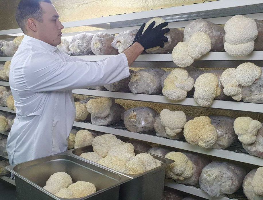 Ежовик гребенчатый плоды и мицелий | Премиум Башкирия