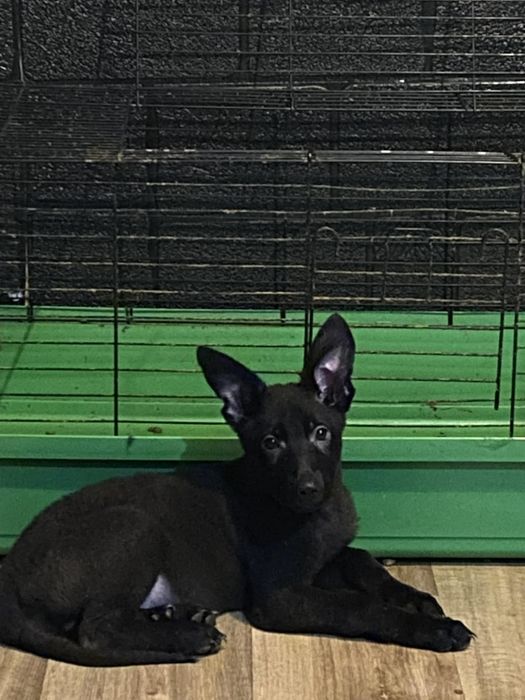 Черна немска овчарка