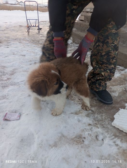 Кавказская овчарка