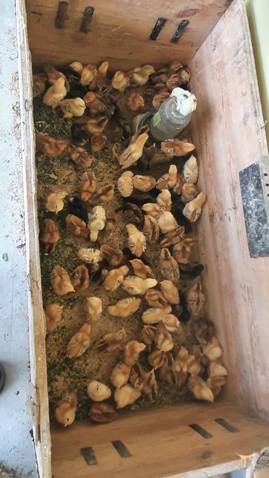 Кизил товук жужалари