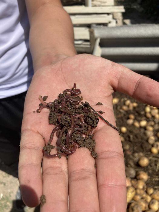 Калифорниялық қызыл құрт