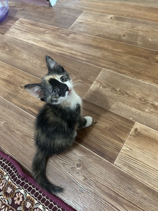 Котёнка отдам в добрые руки