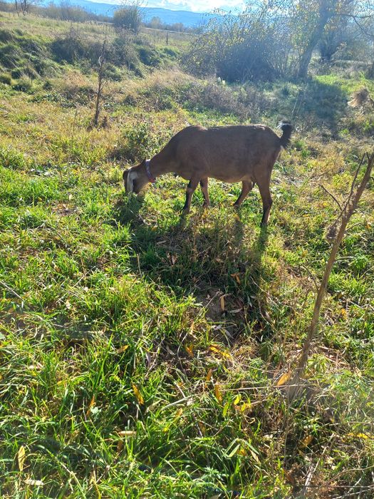 De vânzare o iadă la 2 montă și o iadă de 6 luni