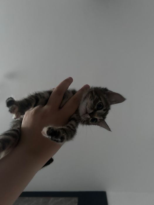 отдадим котят в добрые руки