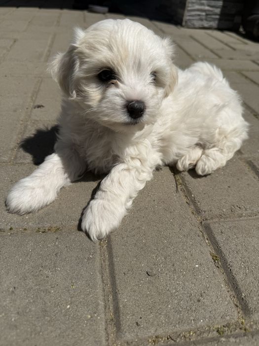 Fetita Bichon Maltez
