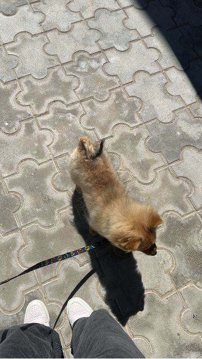 кушик шпиц девочка