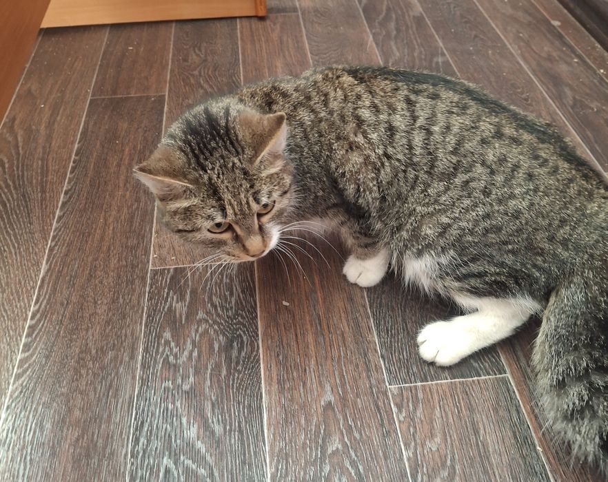 Кошка ищет дом срочно