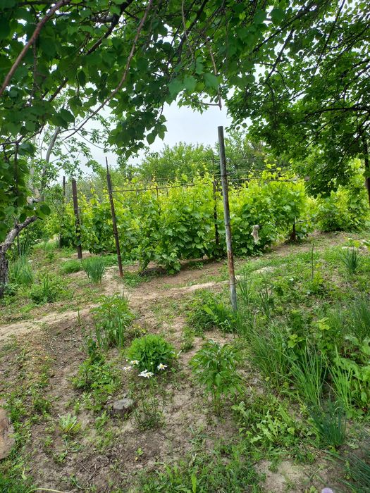 Продаётся дачный участок