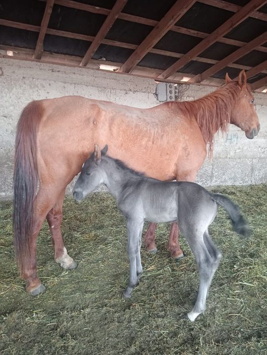 Құлынды бие сатылады