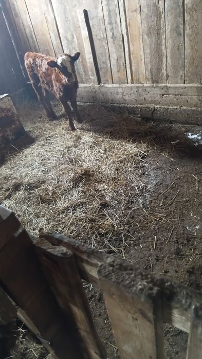 4 туган сиыр бузаумен сатылады