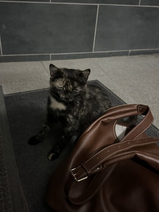 Милый котик/кошечка