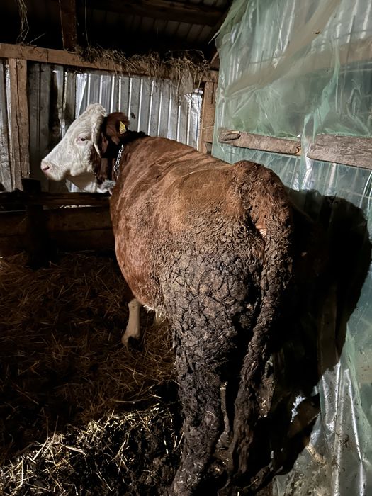 Vand 8 vaci mai multe detali la numarul de telefon