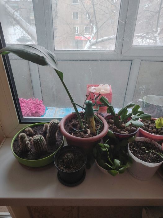 Комнатные цветы разные