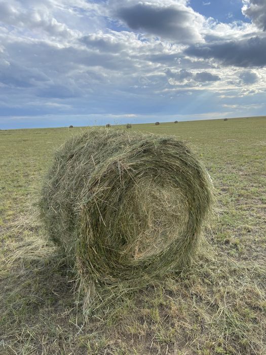 Продам сено в рулонах