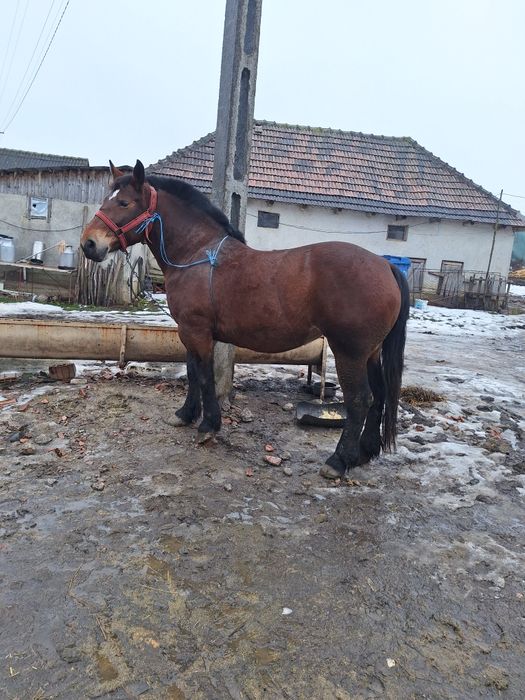 Vând o iapa de 4 ani in primavara gestantă in 8 luni