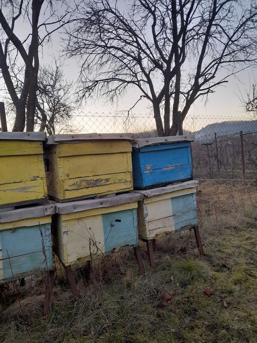 Lăzi stupi pentru albine - 100 lei/buc