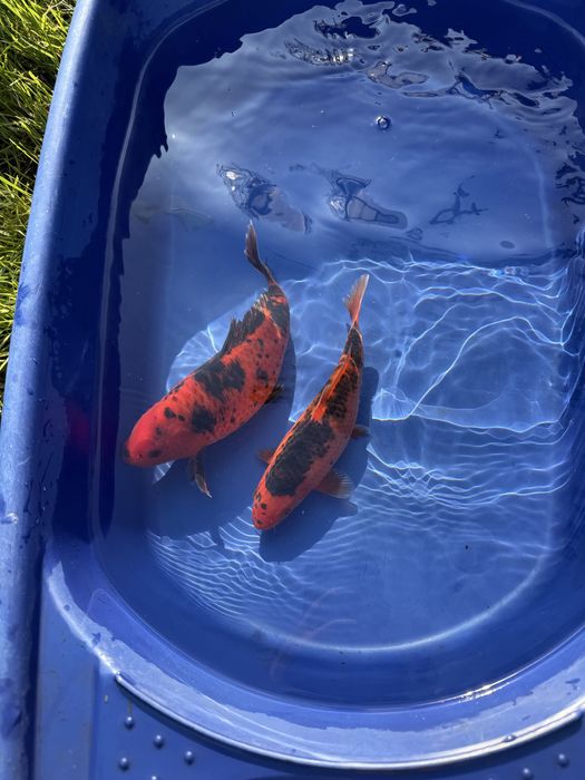 Crapi koi japonezi