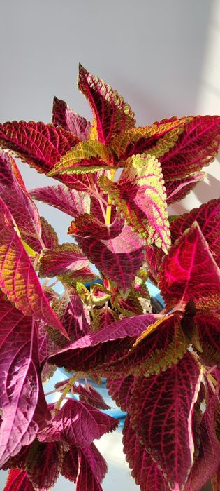 Продам колеус, цветок