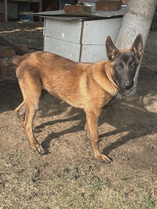 Малиноа Белгийска овчарка