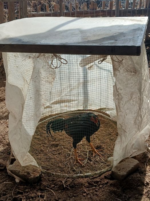 Kulangi xòroz sotiladi