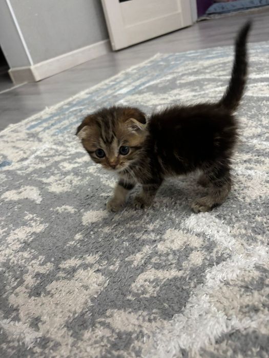 Котенок вислоухие шотландка