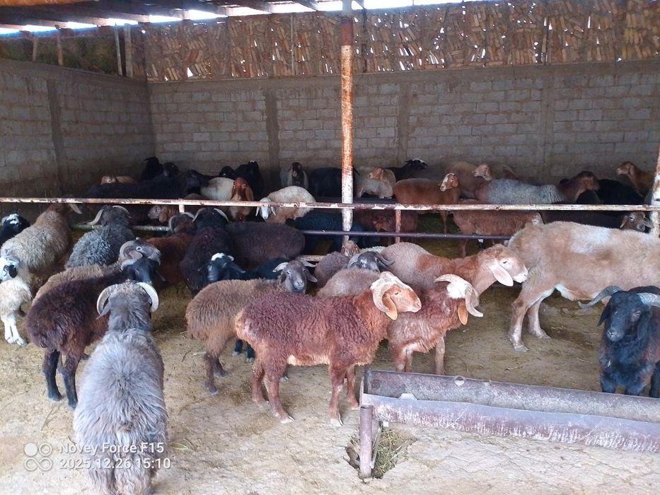 Semiz  qōchqorlar bor.