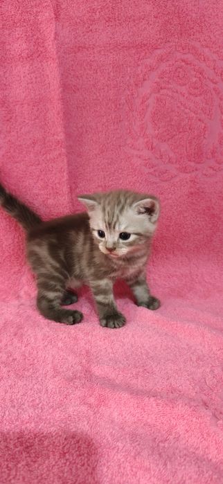 Продам Британских Котят.