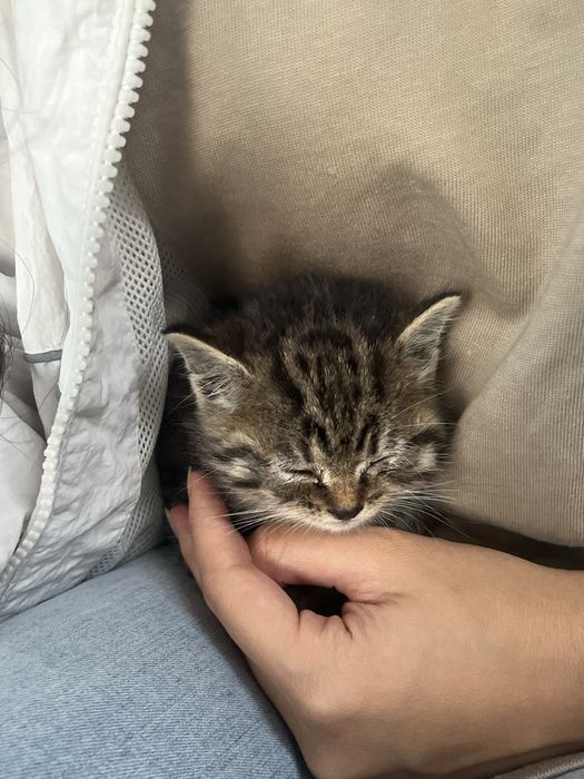 Сдается котенок маленький
