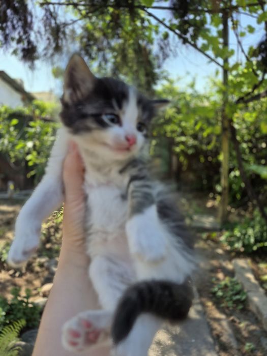 Самые красивые котята даром в лучшие руки