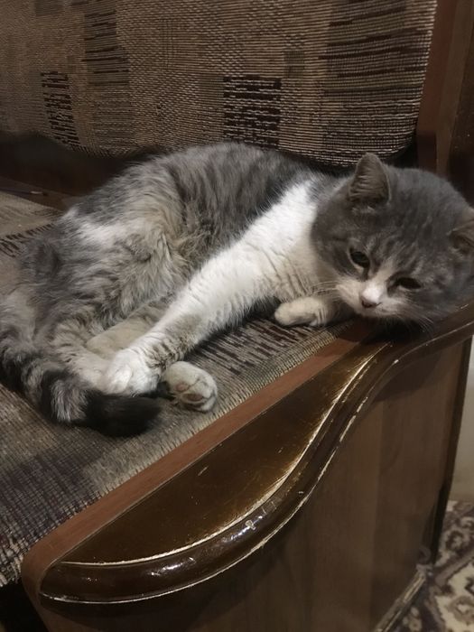 Котята - Крысолов