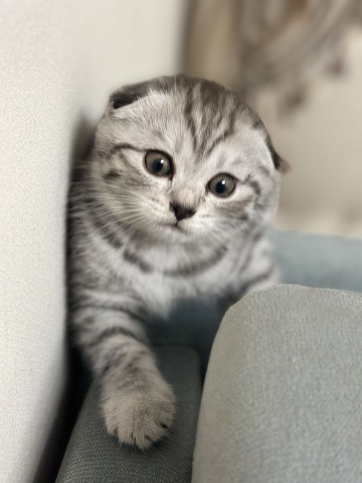 Шотланский котенок девочка
